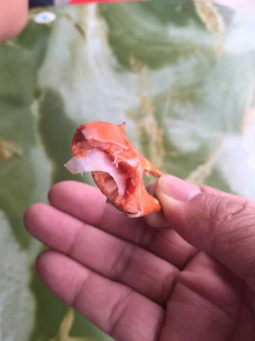 Xuất hiện cua chứa vật thể lạ ở Hà Tĩnh