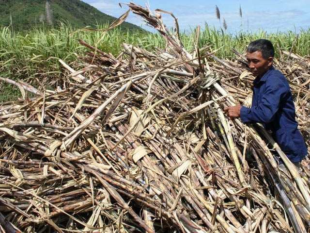 Nghị định về sản xuất và <a href='https://vtcnews.vn/kinh-te.1.0.html' >kinh doanh</a> mía đường sẽ tạo hành lang pháp lý cho doanh nghiệp và nông dân trồng mía. Ảnh: M.K