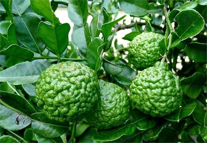 Trong số các loại quả lạ, giống chanh có vỏ ngoài và hình dáng gợi liên tưởng đến bộ não người được xem là thứ quả 'hái ra tiền' ở nhiều nước. Thực chất đây là loại chanh được trồng phổ biến ở Lào, Indonesia, Malaysia và Thái Lan với nhiều tên gọi khác nhau. 