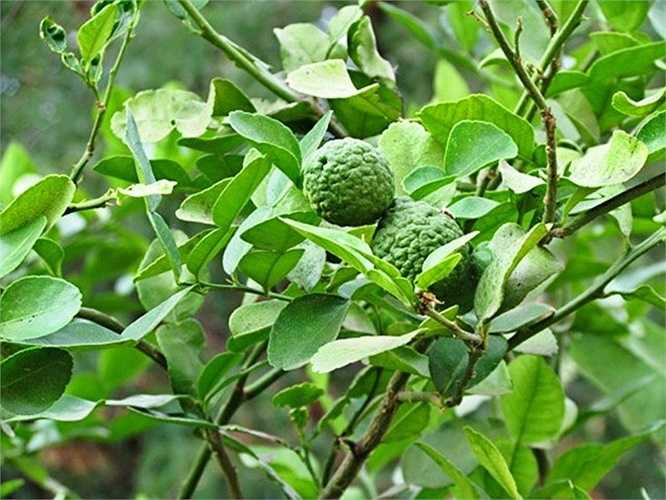 Kinh nghiệm dân gian còn dùng lá chanh Thái khử khuẩn ao nuôi cá, trị bệnh cho người, kết hợp với sả, gừng để nấu nước xông, nước tắm. 