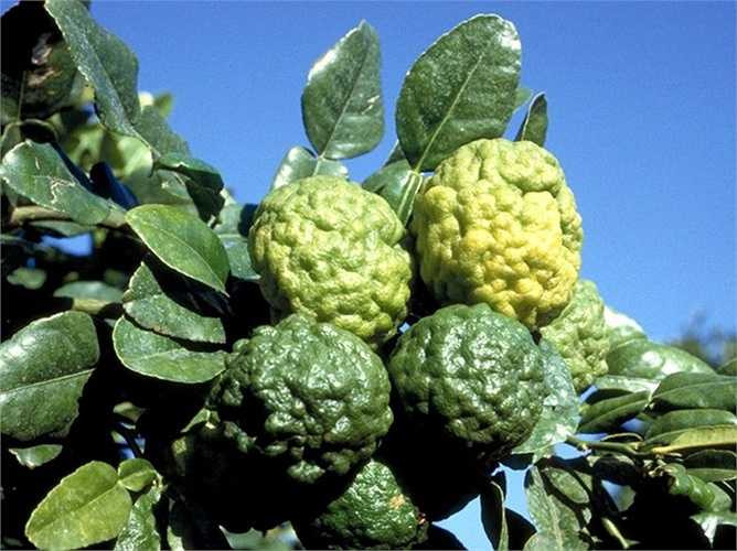 Thông thường, cây trồng từ 4 năm trở lên mới cho quả, càng lâu năm, tỉ lệ cho quả năng suất càng lớn. 