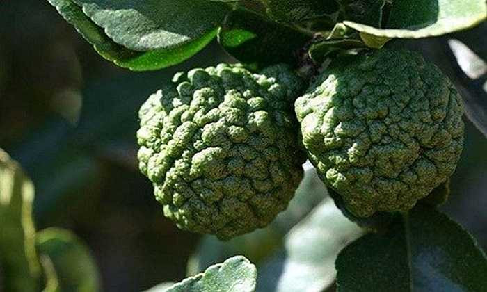 Hình dáng lạ với lớp vỏ sần sùi của quả chanh Thái. 