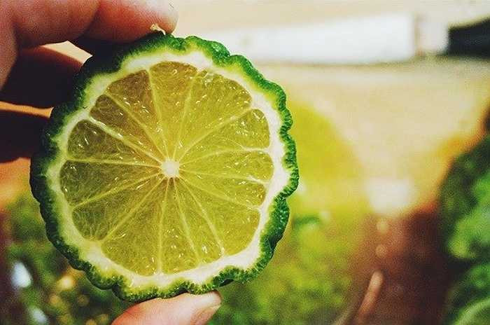 Chanh Thái được khách thích vì tinh dầu chanh rất thơm, gấp nhiều lần chanh thông thường. Quả tròn, vỏ sần sùi như các nếp gấp, khiến nhiều người liên tưởng chúng giống bộ não người. Khi chanh chín thì vỏ chuyển sang màu vàng, tép chanh màu vàng xanh khá đẹp.