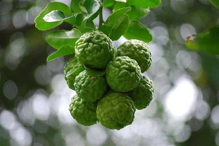 Theo các chủ cửa hàng hoa quả nhập ở Hà Nội, do giá cao nên ít cửa hàng bán chanh Thái thường xuyên mà chủ yếu do khách cá nhân đặt thì lấy hàng. Vào chính vụ hè nắng nóng, chanh có giá đắt gấp chục lần so với chanh thường, 100.000 -200.000 đồng/kg. 