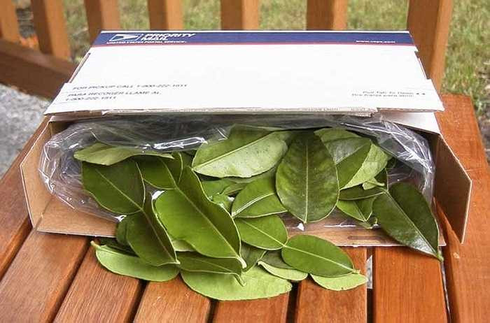 Không chỉ có quả chanh độc, lạ 'hái ra tiền' mà lá loại chanh này bán rất được giá. Theo chị Hoàng (chủ cửa hàng cây giống ở Hà Nội): 'Có nhiều shop online bán lá chanh Thái, giá 150.000 -200.000 đồng/kg. Lá chanh thường dùng trong chế biến món ăn, khử tanh thực phẩm. Tuy nhiên, khách thường phải chờ 3-4 ngày mới được nhận hàng'. 