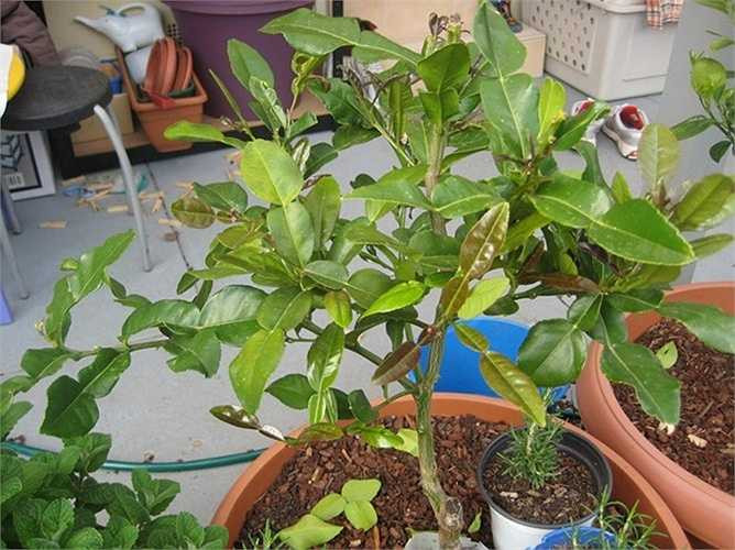 Với những cây đã cao 80cm - 1m, có thể hái lá dùng được, giá bán dao động từ 180.000 - 300.000 đồng/cây. 