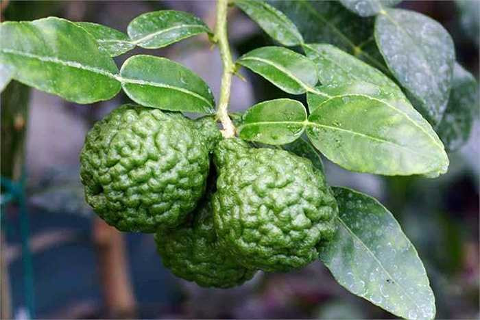 Ngoài dùng trong chế biến thực phẩm, chanh Thái được phái nữ dùng trong khi làm đẹp như các loại chanh thông thường. Gội đầu bằng chanh giúp làm thơm và mượt tóc. 