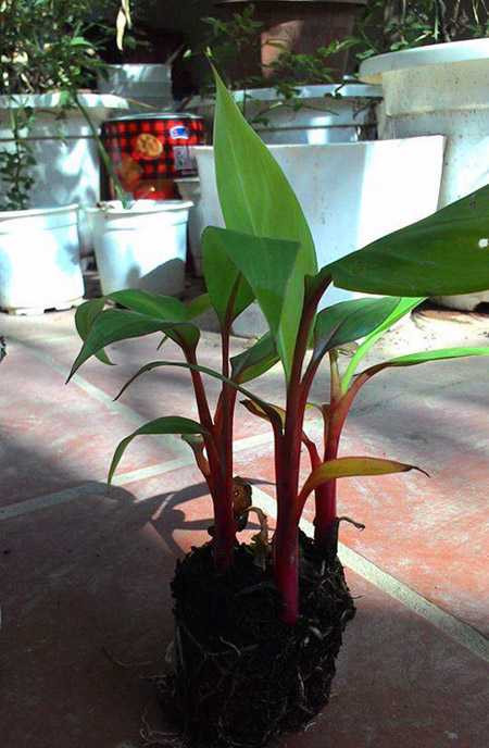 'Sốt' cây giống chuối đỏ