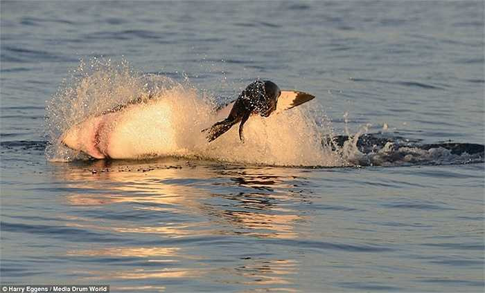 Cá mập thường săn mồi bằng cách lượn lờ dưới mặt nước. Tuy nhiên, mới đây tại vùng biển vịnh False ở Cape Town (Nam Phi), một nhiếp ảnh đã chụp được cảnh tượng hiếm thấy