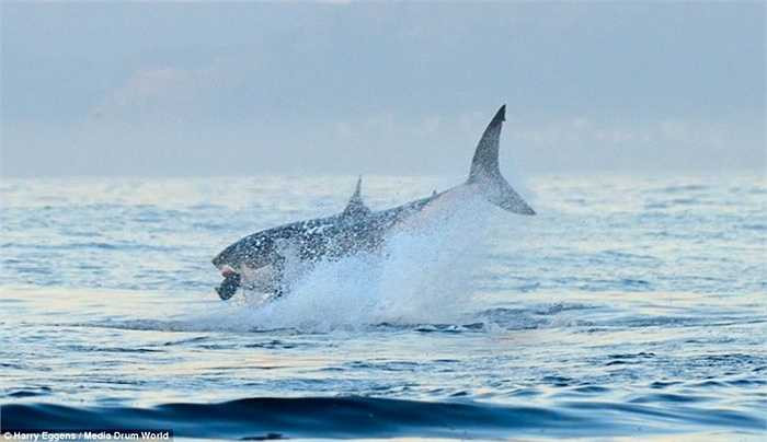 Đó là một con cá mập quẫy mình ra khỏi mặt nước bắt con mồi để có bữa ăn no nê