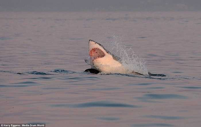 Nhiếp ảnh gia chỉ chụp cách đó khoảng 10m. Cảnh con cá mập quẫy lên rồi ngụp xuống cắn chặt con mồi chuẩn xác