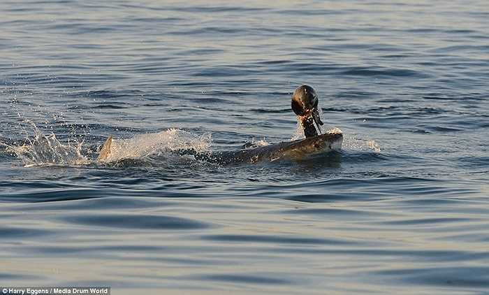 Con mồi đã bị chết dưới hàm răng sắc nhọn như dao của cá mập trắng