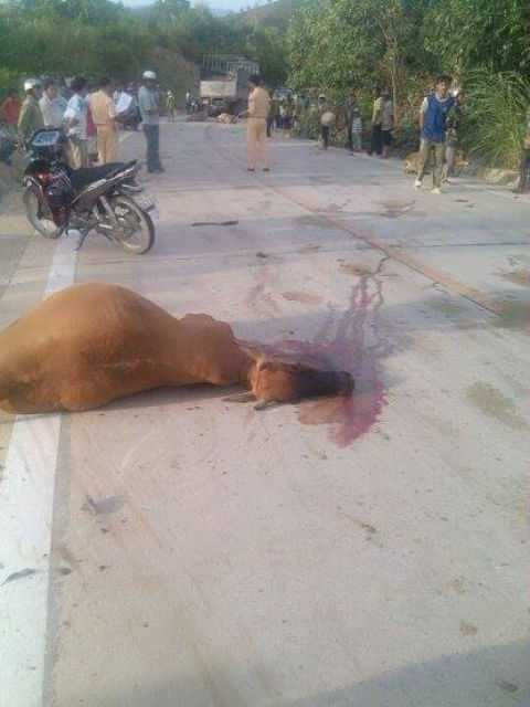 Xe tải cán chết cả đàn bò: Lái xe có phải bồi thường?