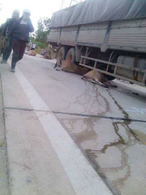 Xe tải cán chết cả đàn bò: Lái xe có phải bồi thường?