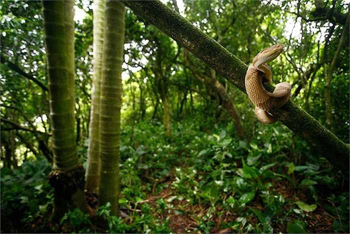 Loài rắn hổ lục đầu vàng có nọc độc mạnh gấp 5 lần các loài rắn sống ở nơi khác. Nọc độc của chúng có thể giết chết 1 người trưởng thành trong 2 giờ đồng hồ