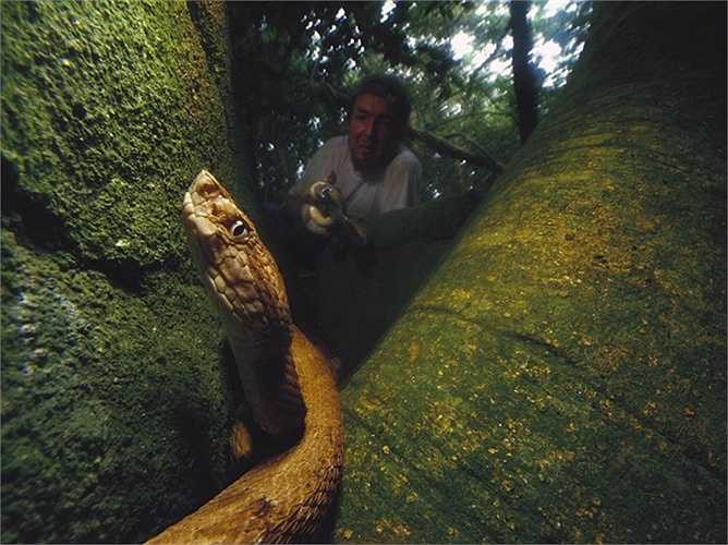 Vì sự nguy hiểm của hòn đảo này mà Hải quân Brazil cấm mọi người tới đây trừ các nhà khoa học và người canh gác hải đăng