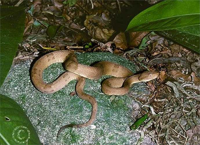 Trên đảo có hàng trăm ngàn con rắn sinh sống