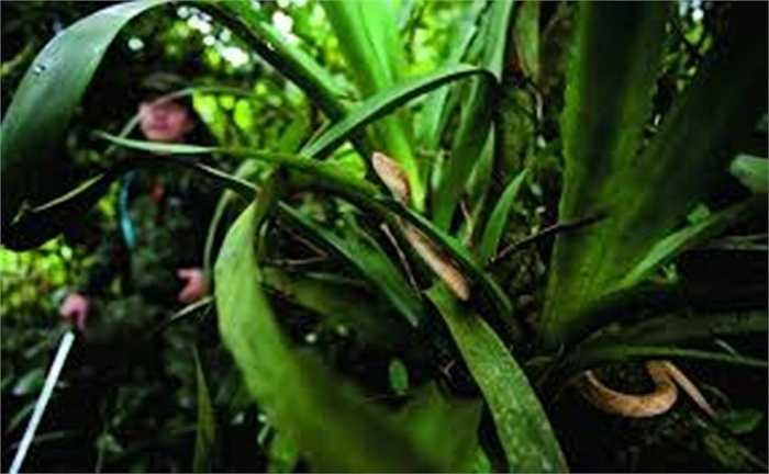 Nếu không có số lượng rắn khổng lồ đó, nơi đây sẽ là điểm du lịch hấp dẫn với thảm thực vật và thiên nhiên đẹp