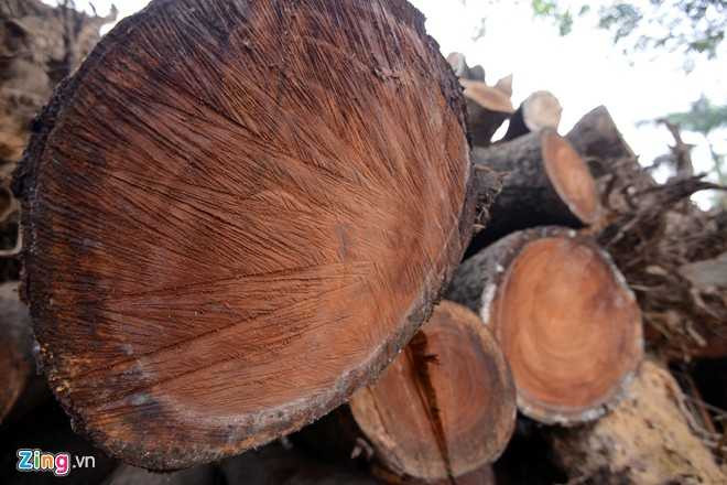 Hà Nội bán được hơn 1 tỷ đồng từ gỗ chặt hạ cây