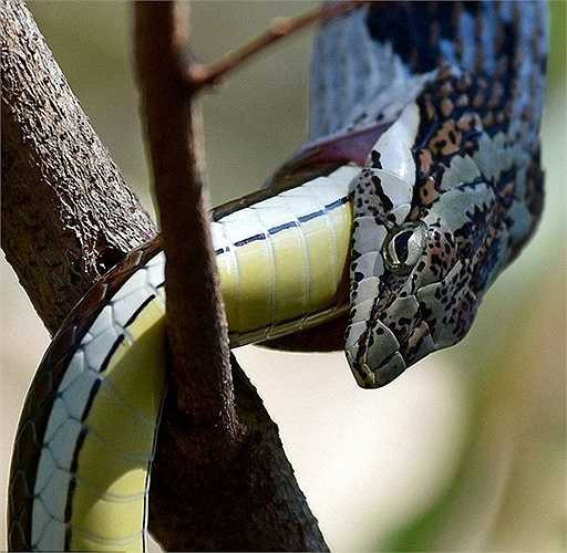 Mới đây, tại một vườn quốc gia ở Nam Phi, nhiếp ảnh gia đã ghi lại được hình ảnh một con rắn đang ăn sống một con rắn khác khi lên cơn đói