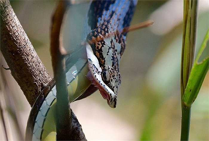 Tác giả bức ảnh cho biết quá trình này kéo dài trong khoảng 1 tiếng và ông cảm thấy may mắn vì được chứng kiến cảnh tượng này