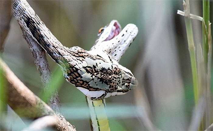 Những hình ảnh cận cảnh này được ghi lại ở công viên săn bắn Sabi Sands, Nam Phi