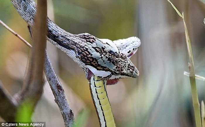 Rắn roi miền Nam châu Phi là loài rắn có cú cắn cực nhanh, mạnh làm con mồi tê liệt