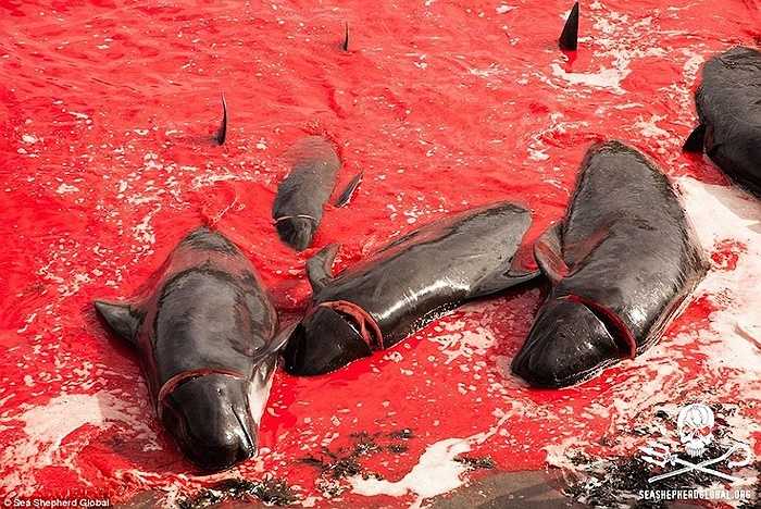 Xác cá voi bên bờ biển