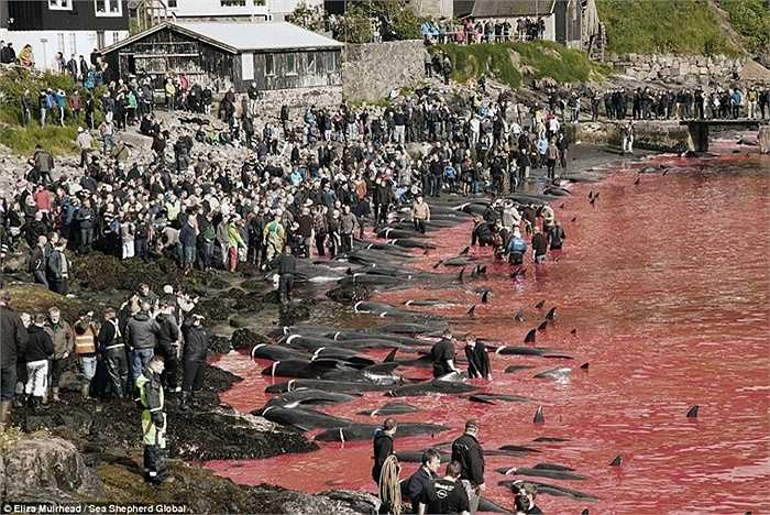 250 con cá bị giết