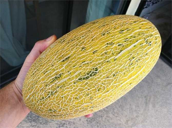 Ngoài ra còn có dưa vàng Hami còn được gọi là dưa tuyết, có nguồn gốc từ Tân Cương (Trung Quốc), trái to, hình bầu dục, các vết lưới trên dưa rõ, màu trắng, đan xen.