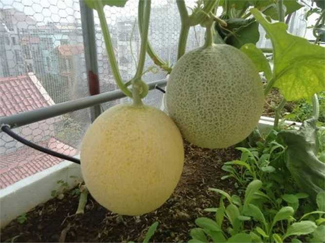 Trong khi đó, dưa Việt quả hình tròn, nhẹ hơn dưa vàng Trung Quốc. Trung bình các trái dưa trong nước nặng khoảng 1-2 kg, cùi dày, vị ngọt thanh và ăn giòn. 