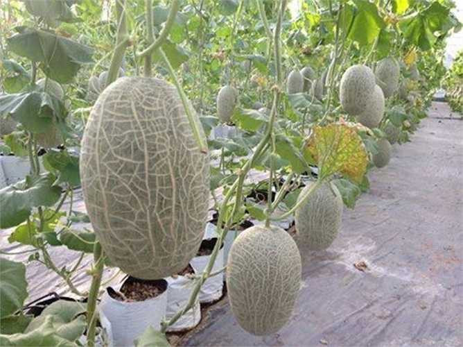 Riêng dưa lưới vàng Bảo Khuê, giống Cucumis melo L. nặng tối đa 3 kg/quả, lại có vỏ xanh, cùi dày nên rất dễ phân biệt với dưa Trung Quốc. 