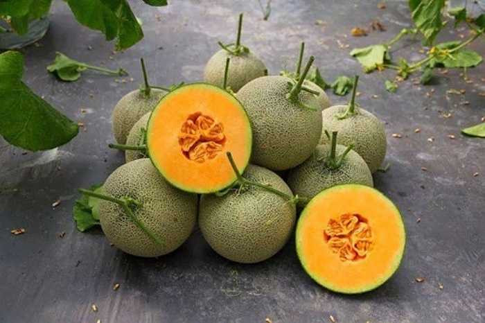 Khi mua dưa vàng, bạn nên xem phần cuống dưa. Cuống đã rụng một cách tự nhiên, gọn gàng tạo thành một chỗ lõm nông, hình tròn và trơn, rìa đường tròn có hình răng cưa thì dưa sẽ ngon. Dưa vàng còn cuống thường chưa đủ độ chín, ngọt. 