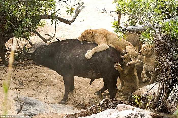 Chúng cố gắng tìm cách hạ con mồi