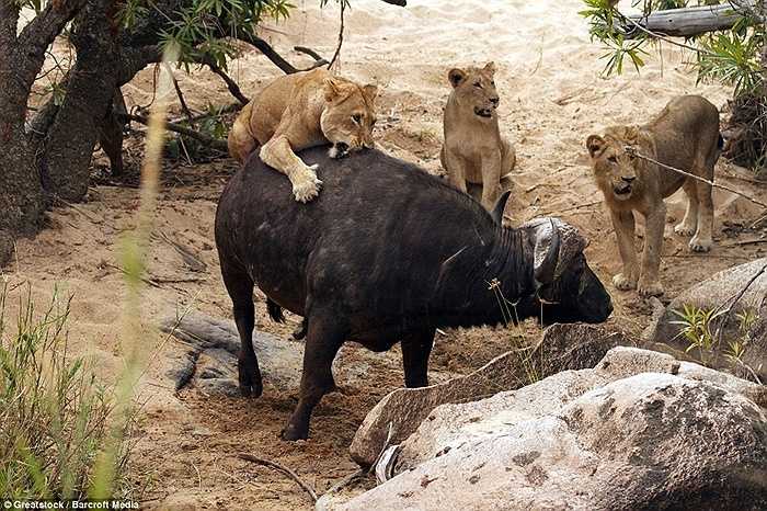 Nhưng các cú táp, vồ gần như không làm con trâu bị nguy hiểm