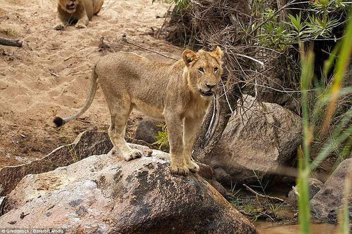 Và cuối cùng đàn sư tử đành chấp nhận để con mồi ra đi