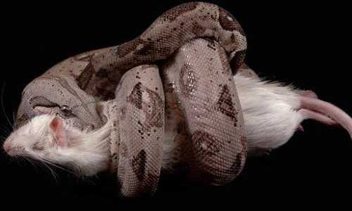 Các con trăn thường cắn, rồi cuộn siết 2 vòng quanh bụng hoặc lồng ngực con mồi cho tới chết. 