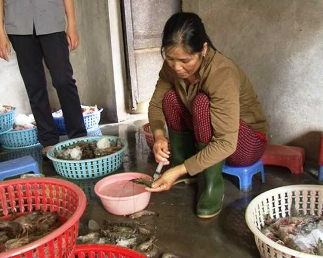 Bơm tạp chất tăng trọng vào tôm sú chết bán cho nhà hàng