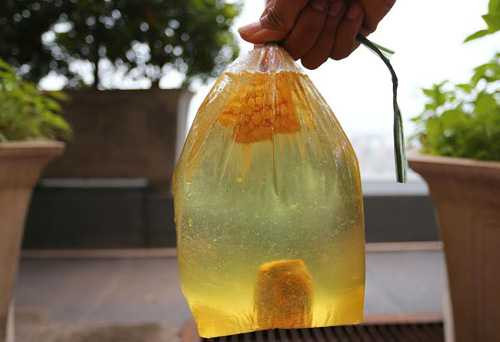 Thực hư luộc ngô, khoai bằng bột thông cống