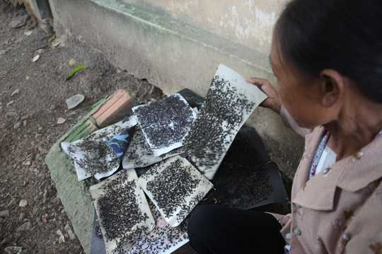 Cả làng không dám cười vì sợ ruồi bay vào bụng