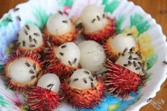 Cả làng không dám cười vì sợ ruồi bay vào bụng