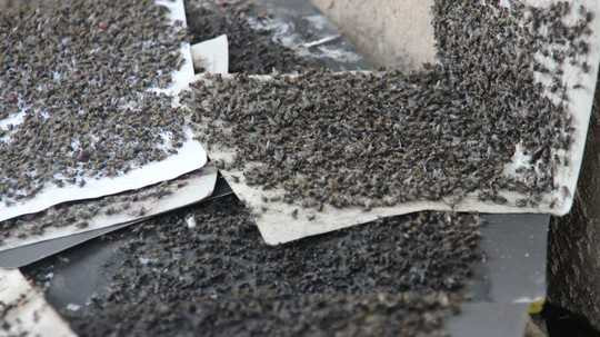 Cả làng không dám cười vì sợ ruồi bay vào bụng