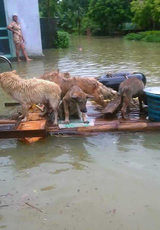 Mưa lớn đang nhấn chìm một xã đảo ở Hải Phòng