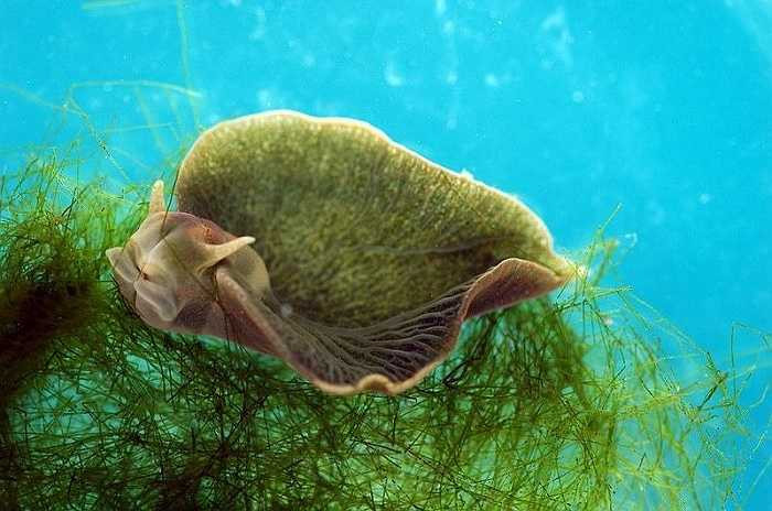 Quá trình hấp thụ diệp lục và tổng hợp dưới tác động của ánh mặt trời để nuôi dưỡng cơ thể của sên biển được gọi là kleptoplasty. Quá trình này chỉ xảy ra ở những sinh vật đơn bào. 