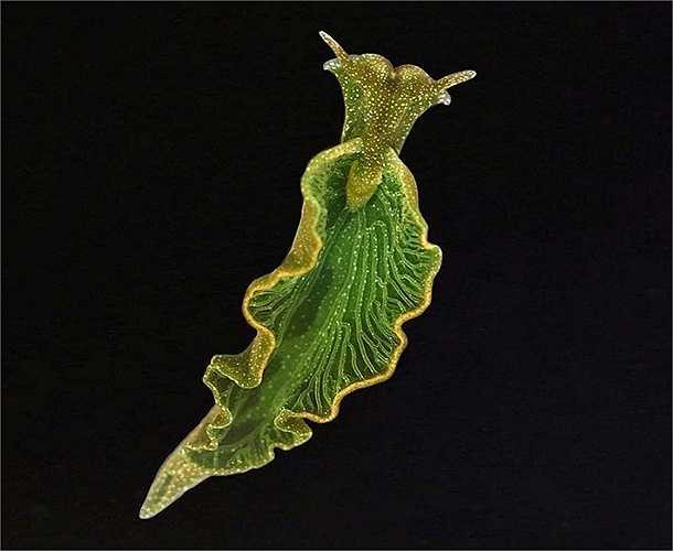 Các nhà nghiên cứu đã phát hiện ra rằng, sên biển elysia chlorotica không chỉ trộm diệp lục mà cả gen của tảo để kết hợp với ADN của chính nó. Đây là một minh chứng độc đáo và thú vị cho quá trình trao đổi gen theo chiều ngang. 