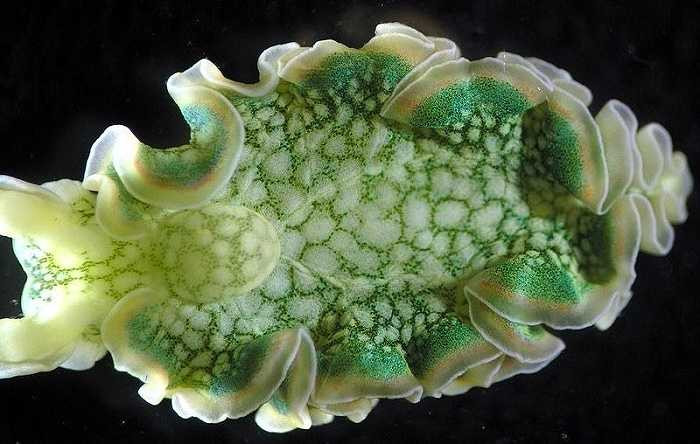 Sên biển elysia chlorotica ban đầu có màu đỏ nhạt hoặc xám nhạt. Nhưng khi bắt đầu ăn diệp lục của tảo, chúng chuyển sang màu xanh sáng. Màu sắc này có tác dụng như một lớp ngụy trang, giúp chúng tránh được kẻ thù. 