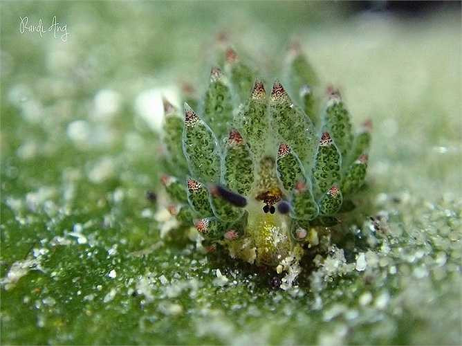 Dáng vẻ đáng yêu của sên biển costasiella kuroshimae khiến không nhiều người phải ngắm nhìn say mê. 