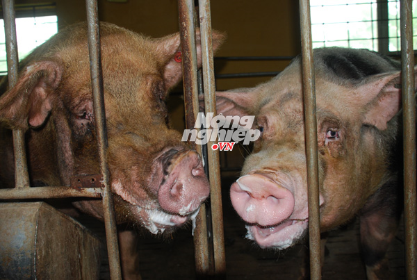 Những con lợn không hề biết đau khổ