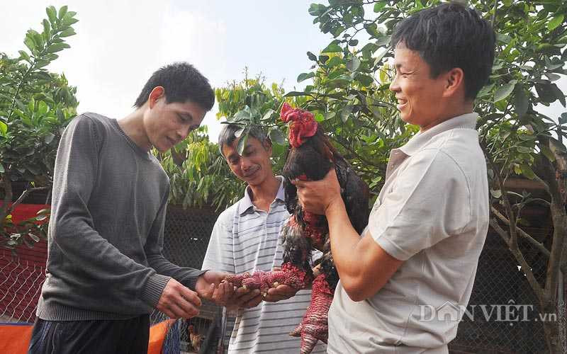 Vua luyện “hoa hậu” gà Đông Tảo “nghìn đô” Giang Lê Hân đang trao đổi kinh nghiệm chăn nuôi, luyện gà quý với khách tại trang trại của gia đình ở xã Đông Tảo, huyện Khoái Châu, Hưng Yên.