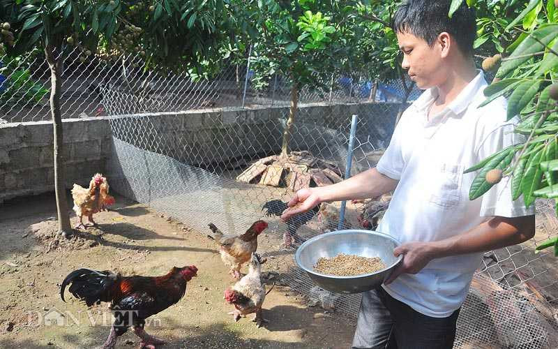 Vua luyện “hoa hậu” gà Đông Tảo “nghìn đô” Giang Lê Hân đang cho gà quý ăn.
